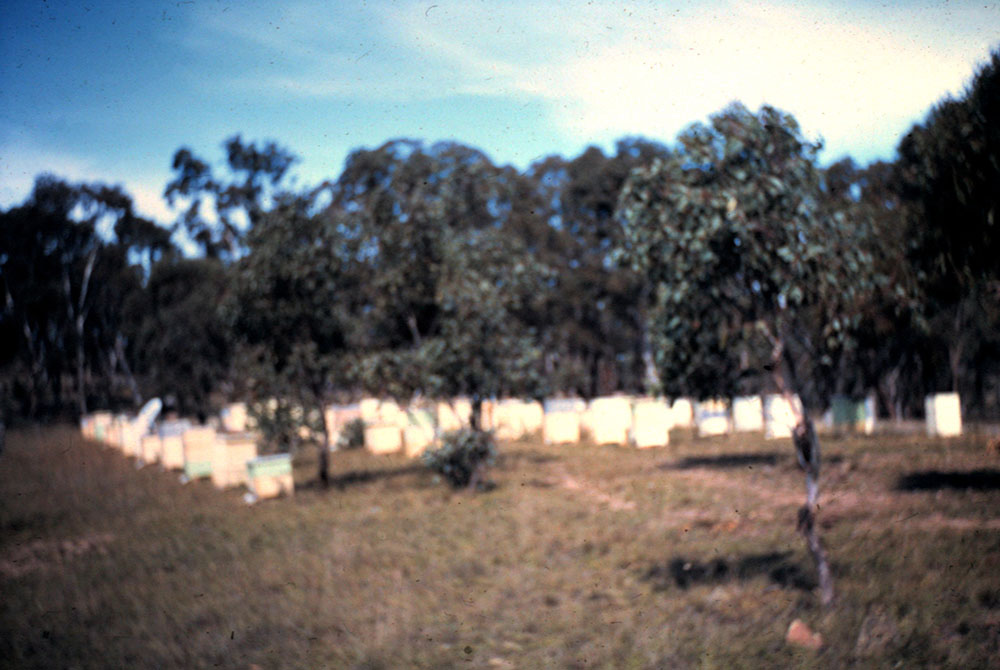 Tobin Tee Farm